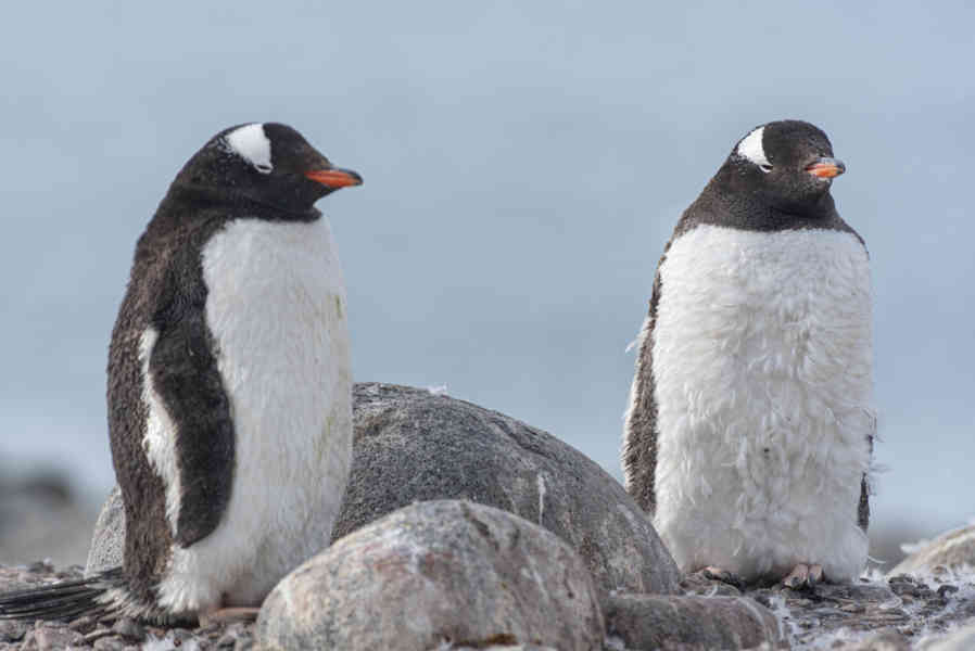 Pingüino Papua o Gentoo cría - isla Robert - islas Shetland del Sur 02.jpg